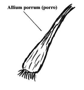 Allium porrum (porro)